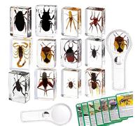KSVMOAG 12 Pcs Insect Specimens in Resin Collection Paperweights Different Insect Specimens Preserved in Resin for Preschool,Classroom Science with Magnifying Glass and Insect Card Instructions