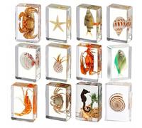 KSVMOAG 12 Pcs Ocean Animal Insect in Resin Specimen Bug Collection Paperweights 12 Styles Real Bug Specimen Kit Preserved in Resin for Science Education Display Supplies