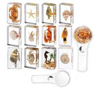 KSVMOAG 12 Pcs Ocean Animal Insect in Resin Specimen Bugs Collection Paperweights,Real Bug Specimen Bug Kit Preserved in Resin for Scientific Educational Display Supplies (Ocean)