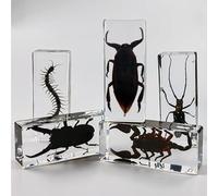 KSVMOAG 2 Pcs Insect Specimen Paperweights (large size),Science Educational Bug Toys,Insect Specimens for Fun Party Favors,with Real Bugs in Resin Inside