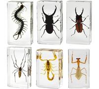 KSVMOAG 6 Pcs Real Resin Specimen,Insect in Resin Collection,Spiders Paperweight Assortment Framed SpidersTaxidermy Display Science for Preschool,Classroom Science