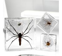 KSVMOAG Insect in Resin Specimen,Bugs Collection Paperweights Spiders Specimen for Kids Bug Preserved in Resin for Scientific Education (3 spider specimens)