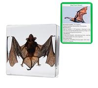 KSVMOAG Real Bat Specimens in Resin Taxidermy Bat for Science Classroom Biology Education Animal Skull Display Unique Gift for Taxidermy Lovers Oddities Collectors (75 * 75 * 20mm)