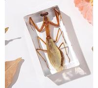 KSVMOAG Real Bugs Insect Resin Specimen, Real mantis Insect Artificial Amber,Perfect for Preschool, Classroom Science Taxidermy, and Home Displays (Praying Mantis)