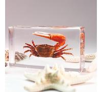 KSVMOAG Real Bugs Insect Resin Specimen, Real Scorpion Insect Artificial Amber,Perfect for Preschool, Classroom Science Taxidermy, and Home Displays (watermelon crab (genus Uca))