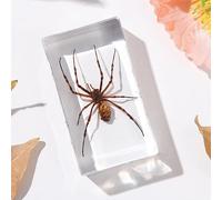 KSVMOAG Real Bugs Insect Resin Specimen, Real Scorpion Insect Artificial Amber,Perfect for Preschool, Classroom Science Taxidermy, and Home Displays (Long-legged spider)