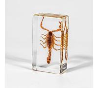 KSVMOAG Real Resin Specimen, Real Scorpion Insect Artificial Amber,Perfect for Preschool,Bugs Collection Paperweights for Classroom Science Taxidermy, and Home Displays