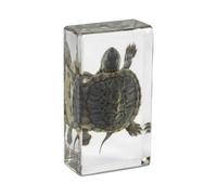 KSVMOAG Real Resin Specimen, Real turtle Artificial Amber,Perfect for Preschool,Bugs Collection Paperweights for Classroom Science Taxidermy, and Home Displays