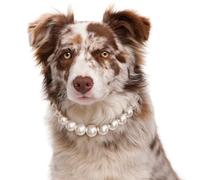 KUDES Exquisite and Adjustable Dog Necklace: Elegant Classic Pearl Collar Necklace Accessories for Dogs, Occasions and Gatherings (XL(16.1-19.6 Inches))