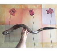 Kudu Yemenite Shofar Horn Judaica Half Polished XXL 42-44 Inch From Israel