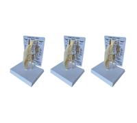 Kueohse 3X Canines Knee Model Dog Joint Anatomical Model Dog Skeleton Model Animal Skeleton Anatomy Medical Science Gift