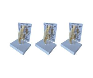 Kueohse 3X Canines Knee Model Dog Joint Anatomical Model Dog Skeleton Model Animal Skeleton Anatomy Medical Science Gift