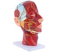 Kueohse Head Midsagittal Plane Teaching Model Parotid Gland Cervical Spine Head and Neck Anatomy Otolaryngology Model Easy Install Easy to Use