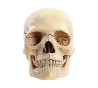 Kueohse Medical-Skull Human Body Model 1:2 for Student Teaching Study Assembling Model Easy to Use Primary Color