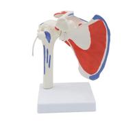 Kueohse Muscle Shoulder Model Human Anatomy Right Shoulder Joint Muscle Model Doctor Office and Classroom Anatomy Model PVC 1 Piece
