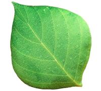 KUKUShining Leaves Plush Pillow, Soft Stuffed Maple Leaf Plushies Toy Plant Cushion Throw Pillows for Room Decoration(Green)