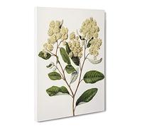 Kumarahou Flowers By Sarah Featon Canvas Print | Gallery Wrapped 30mm Frame Wall Art | 20x14 inches | Ready to Hang | Retro Floral Picture | Living Room Bedroom Lounge Office