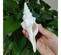 KUNGZUNMOLDS Conch Shell Decor,1Pcs Large Natural Conch Shells Big Seashells Great for Beach Theme Party,Home Decorations 15-18cm