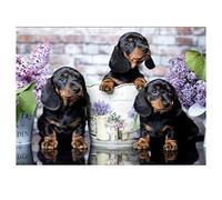 KUNOVO 5D Diamond Painting Kits for Adults Dachshund Dog Full round Drill Diamond Art Crystal Rhinestone Embroidery Cross Stitch Arts Craft for Home Wall Decor Gift 30x40cm/12x16inch