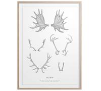 Kunskapstavlan® - Horn Poster 50x70 cm - Black and White