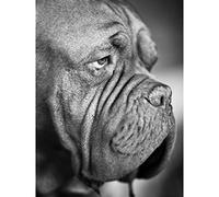 Kunstdruck auf Leinwand, Motiv: Französischer Mastiff-Kopf, schwarz-weiß, 45,7 x 61 cm