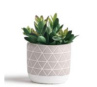 Kurrajong Farmhouse artificial plant | 8" Fake plant for Desk decor | Artificial succulent in pot | Fake succulent | Faux plant indoor | Faux plant for Shelf Decor