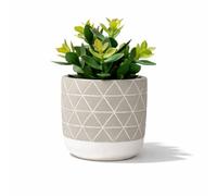 Kurrajong Farmhouse Cement Pot with Beautiful Artificial Succulent Plant