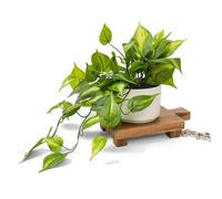Kurrajong Farmhouse Dark Green Fake pothos | Fake Plant for Shelf Decor | Artificial Trailing Ivy Plant with 5" Wide Ceramic Pot | Realistic Faux pothos Plant for Floating Shelves
