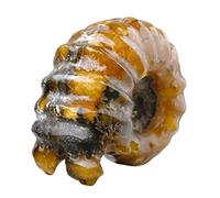 KUWHSIOP 1 PC Natural Conch Fossils Madagascar Mineral Sheep Horn Snail Specimen Paleontological Fossils for Home Decor and Collections,5cm