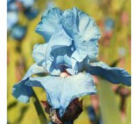 KVHSVB Iris - suitable for planting in courtyards, balconies, and flower beds, enhancing the visual beauty of the courtyard-4bulbs-D