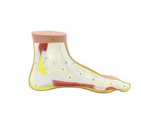 KXJSYL Tool 1PCS Lifesize Human Normal Flat Arched Foot Anatomical Model PVC Medical Anatomy School Lab Supplies(Normal Foot)