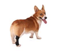 KXWDKJ Dog Knee Braces for Back Leg Dog Acl Knee Brace for Daily Prevention and Care of Ligament Sprains and Arthritis (L)