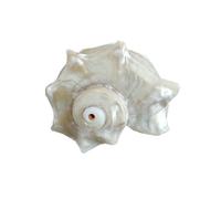 KXWDKJ Hermit Crab Accessories Silver-mouthed Round Spiny Snail for Hermit Crab Supplies and Beach Decoration-3.5cm/1.38in