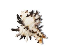 KXWDKJ Small Hermit Crab Shells Black Thousand-handed Snail for Hermit Crab Supplies and Fish Tank Decoration-7.5cm