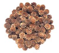 KY-Tech Christmas Pine Cones, 100pcs Natural Pine Cones Mini Pinecones 1-2cm Rustic Pinecone Christmas Pinecones Ornaments for Wreath Decorations Xmas Decorations (1-2CM)