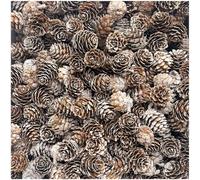 KY-Tech Snow Pine Cones 100pcs Christmas Pine Cones 2-3cm Mini PineCones Decorations PineCones for Craft Wreaths & Garlands Decorations Christmas Party (2-3CM)