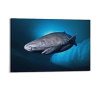 KYTIN Wonderful Sea Creatures Animals Poster Greenland Shark Somniosus Microcephalus-1 Decorative Painting Canvas 12x18inch(30x45cm)