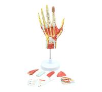 Kznifmk Medical Anatomical Hand Skeleton Model with Muscles, Ligaments, Nerves and Blood Vessels, Hand Bone Muscle Teaching Aids