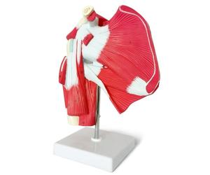 Kznifmk Muscled Shoulder Joint Model - Shows Complete Shoulder Musculature from Rotator Cuff to Subscapularis Muscles