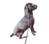 L&J Pets UK All-In-One Figure 8 Anti-Pull Dog Lead & Head Collar - No-Pull Training Halter (Red/Black)
