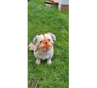L&J Pets Uk Nylon Strap Dog Muzzle for Shih Tzu, Pug and other flat face faced short snout dogs | Safety and Comfort (M0, Orange)