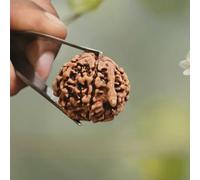 Lab Certified Original Ganesh Rudraksha Bead - Trunk Like Elevation as is seen on The face of Lord Ganesha 100% Original & Certified Ganesh Rudraksha Beads Hindu Protection