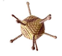 LABLADUO Anatomy Model,Anatomical Model, Anatomical Model, Adenovirus Model Virus Anatomy Model Anatomy Medical Adenovirus Model Cell Ultrastructure Model for Science and Educational Instrument