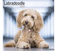 Labradoodle 2025 Square Wall Calendar | Dog Breed Calendar