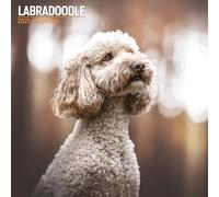 Labradoodle 2025 Traditional Calendar