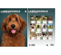 Labradoodle 2026 Calendar - A3 Size 30 x 42 cm, 12 Months of Great Photography