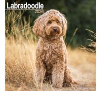 Labradoodle 2026 Calendar | Square Wall Calendar | Dog Breed Gift | Plastic Free Packaging | by Avonside Publishing