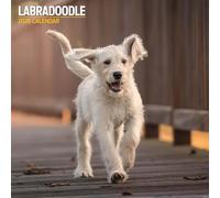 Labradoodle 2026 Traditional Calendar