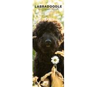Labradoodle 2026 Wall Calendar, 12-Month Slim Format, Made in England