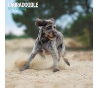 Labradoodle 2027 Traditional Calendar